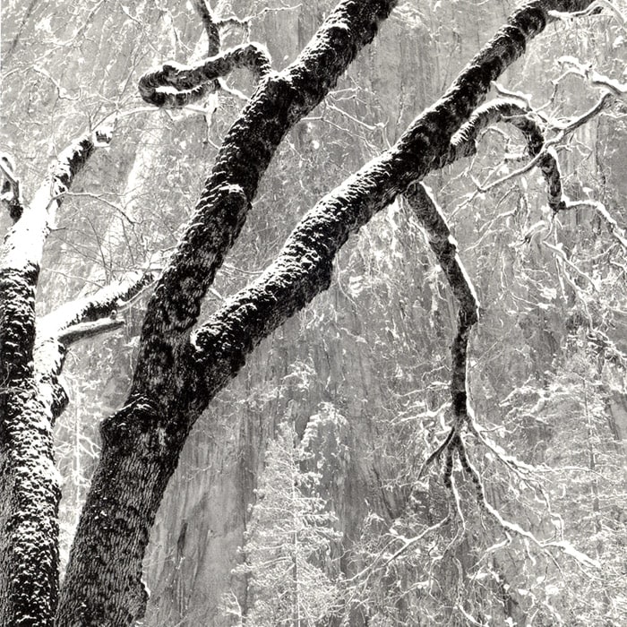 Black Oak El Cap Meadow, Yosemite, 1998

silver gelatin print, edition 6/49

Print: 24 x 20 inches

Matted: 36 x 29 inches