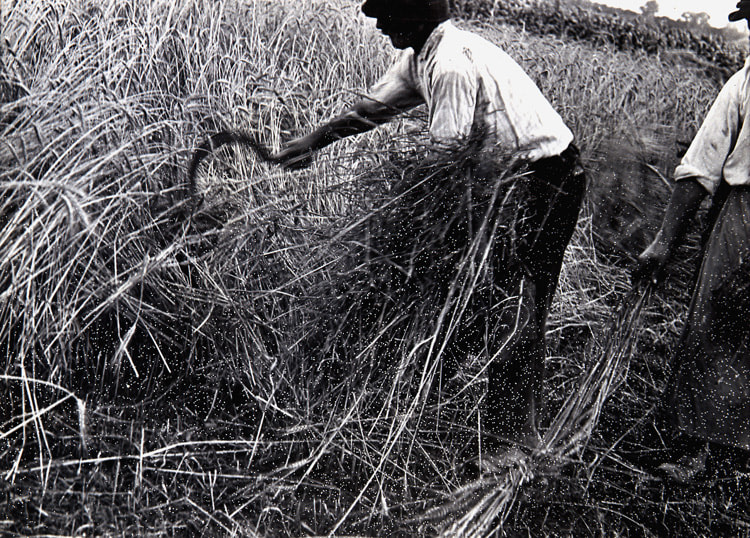 Aratás (Harvest), 1932-1933, vintage print 7 x 9 inches;  17.8 x 22.9 centimeters LSFA# 02351