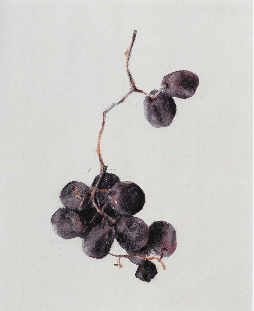 Grape, 2001

crayon and watercolor

8 1/4 x 6 5/8 inches&amp;nbsp;&amp;nbsp;&amp;nbsp;