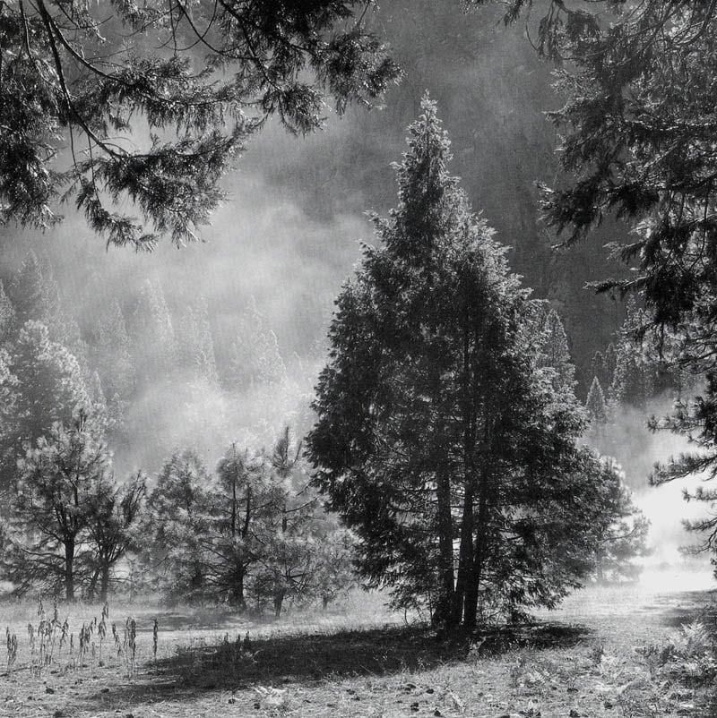 Conifer in Mist, Yosemite, 1972 &amp;nbsp; &amp;nbsp; &amp;nbsp; &amp;nbsp;&amp;nbsp;

silver gelatin print, edition 4/49

Print: 24 x 20 inches

Matted: 36 x 29 inches