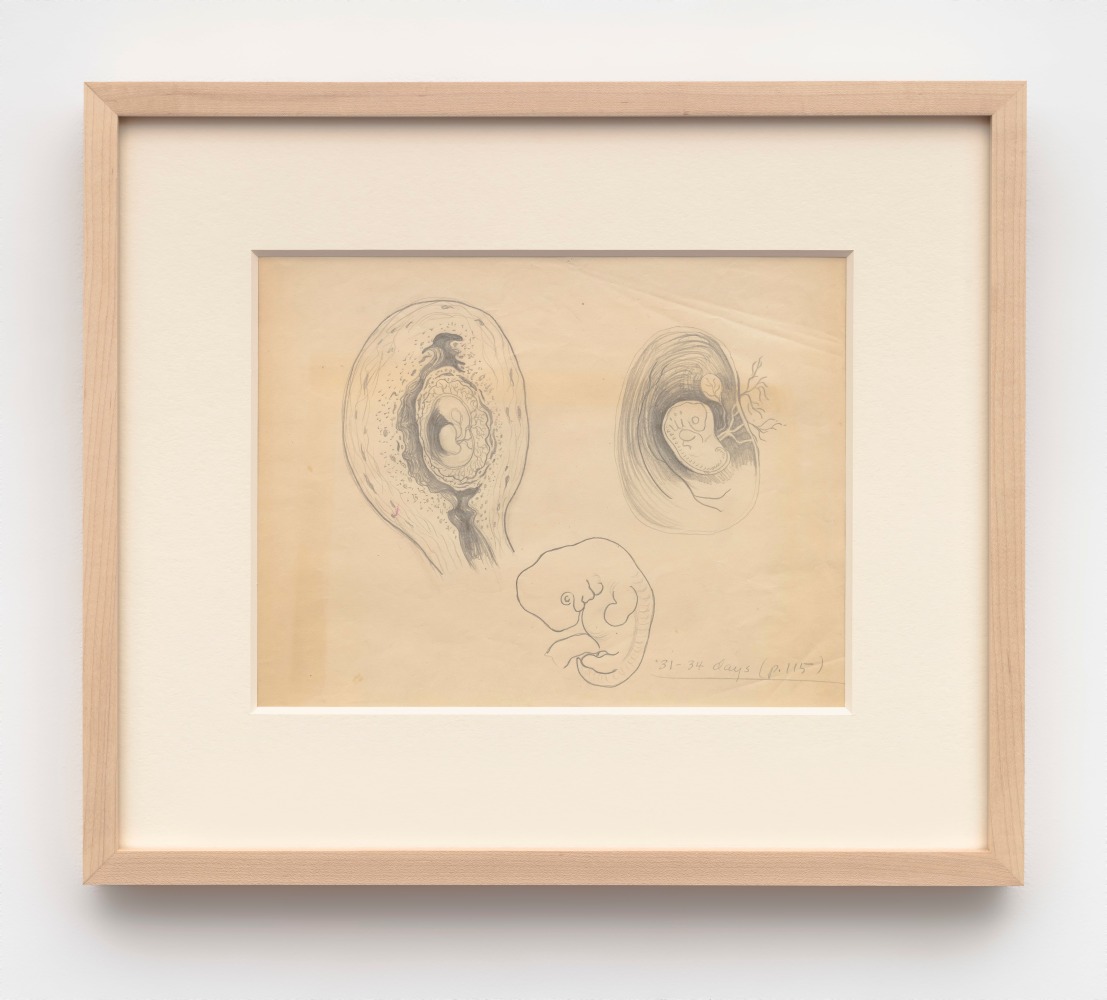 Helen Lundeberg (1908-1999)
Study of Fetal Development, c. 1934&amp;nbsp;
graphite on paper
8 1/2 x 11 inches;&amp;nbsp;&amp;nbsp;21.6 x 27.9 centimeters
LSFA# 16245&amp;nbsp;