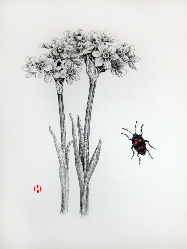 Narcissus and Giant Fungus Beetle, 2006

ink and Japanese watercolor

14 x 11 inches