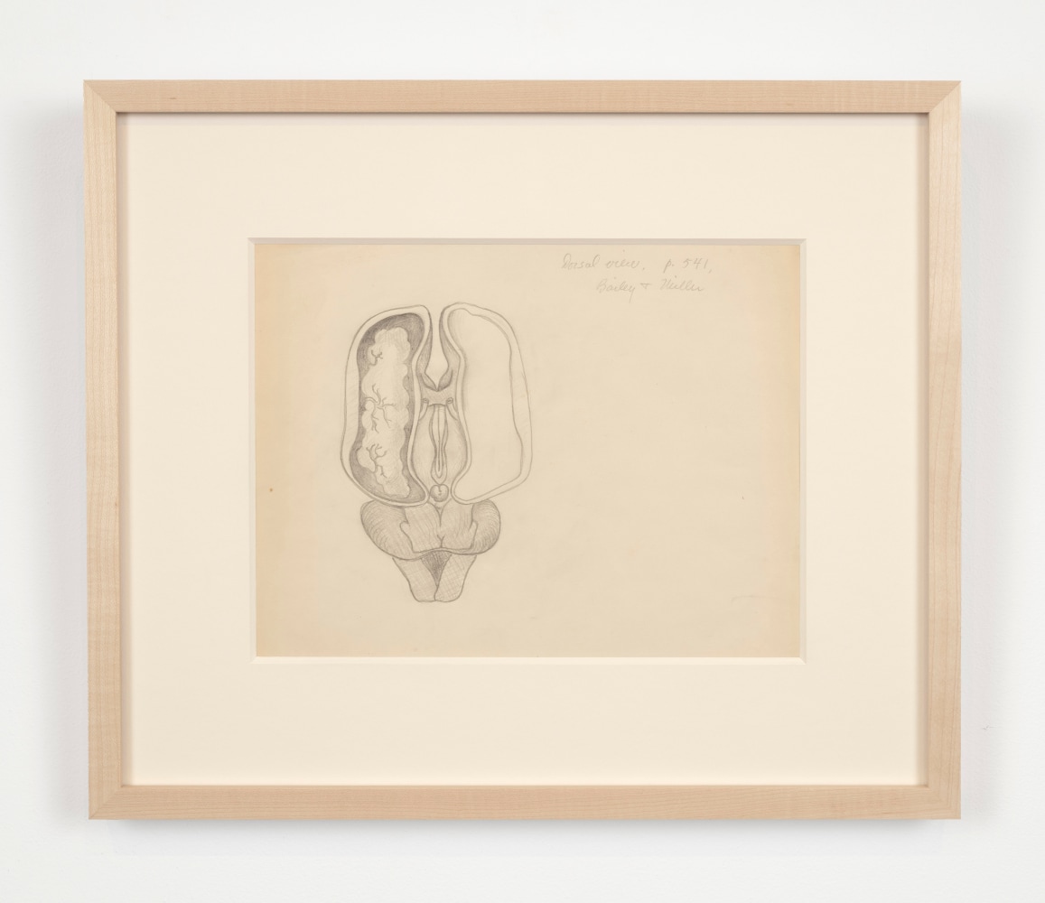 Helen Lundeberg (1908-1999)
Study of Fetal Brain, c. 1934&amp;nbsp;
graphite on paper
8 1/2 x 11 inches;&amp;nbsp;&amp;nbsp;21.6 x 27.9 centimeters
LSFA# 16246&amp;nbsp;