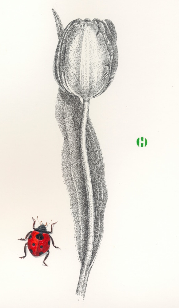 Tulip and Lady Beetle, 2006

ink and Japanese watercolor

14 x 11 inches&amp;nbsp;&amp;nbsp;&amp;nbsp;&amp;nbsp;&amp;nbsp;&amp;nbsp;&amp;nbsp;&amp;nbsp;&amp;nbsp;&amp;nbsp;
