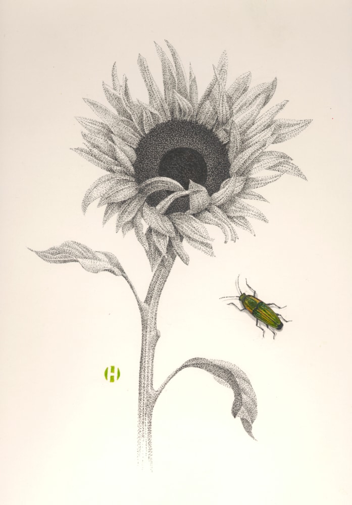 Sunflower and Click Beetle, 2005

ink and Japanese watercolor

14 x 11 inches