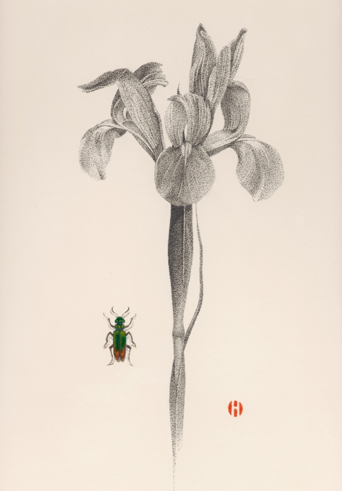 Dutch Iris and Blister Beetle, 2005

ink and Japanese watercolor

14 x 11 inches