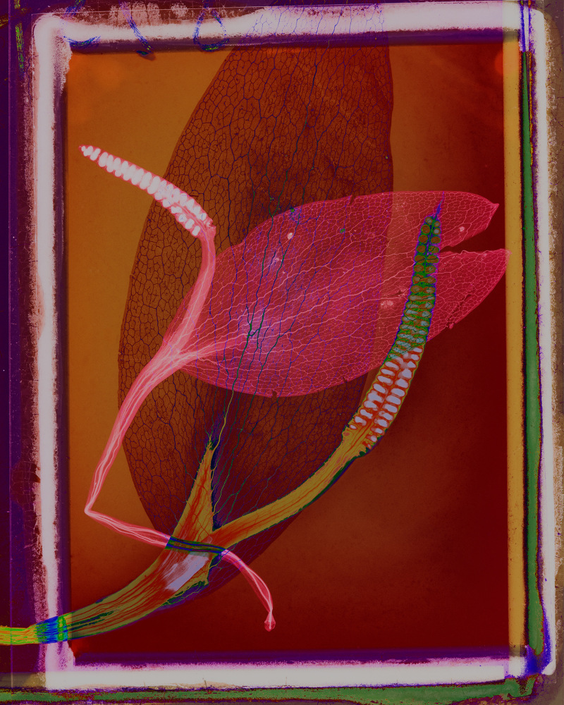 Dornith Doherty Shelter, 2025 archival pigment print, ed: 5 30" x 24" DD 71