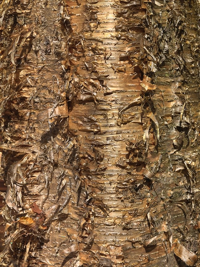 MANUAL (Hill &amp; Bloom) Yellow Birch Cycle #10, Oct 12 [12:02:46—12:05:47 pm], 2015 archival pigment print, ed: 1/5 43 1/4&quot; x 33 1/8&quot;; 45&quot; x 34 3/4&quot; x 2&quot; framed M 586, Moody Gallery