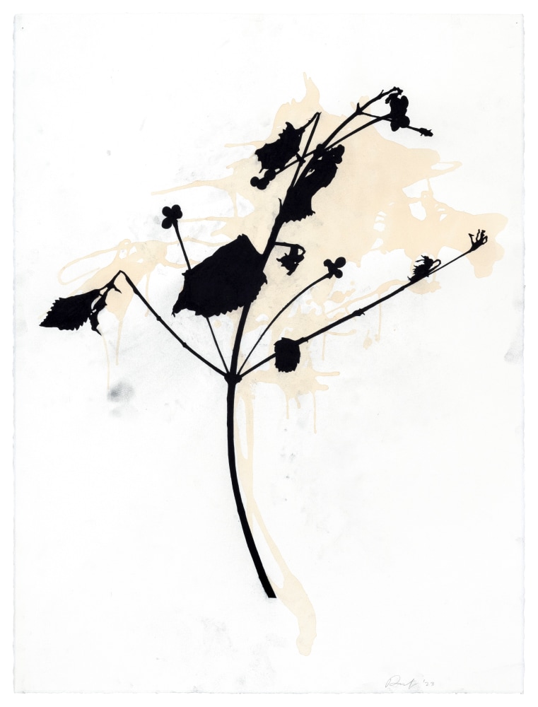 Randy Twaddle Stem #2, 2023 charcoal and coffee on paper 30" x 22 1/2" RT 434
