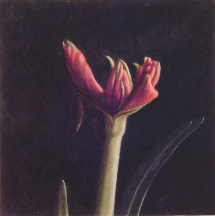 Jean Carruthers Wetta Amaryllis I, 2008 oil on paper 10" x 10" JCW 19 Moody gallery