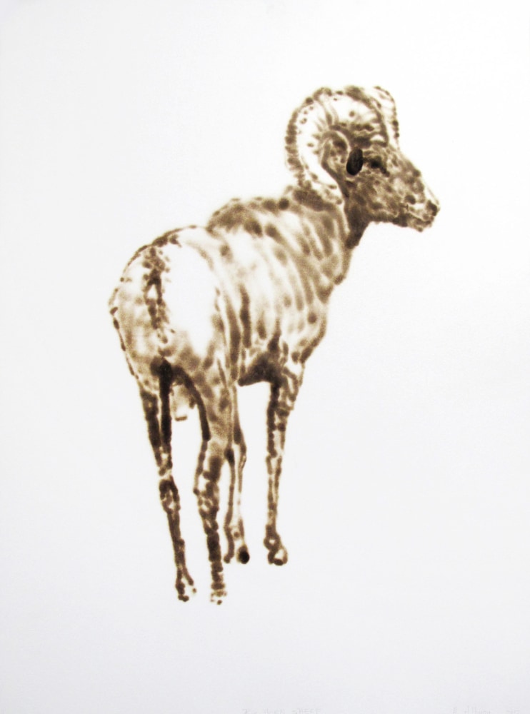 Helen Altman Big Horn Sheep, 2012 torch drawing on paper 30" x 22 1/2" HA 396 Moody Gallery