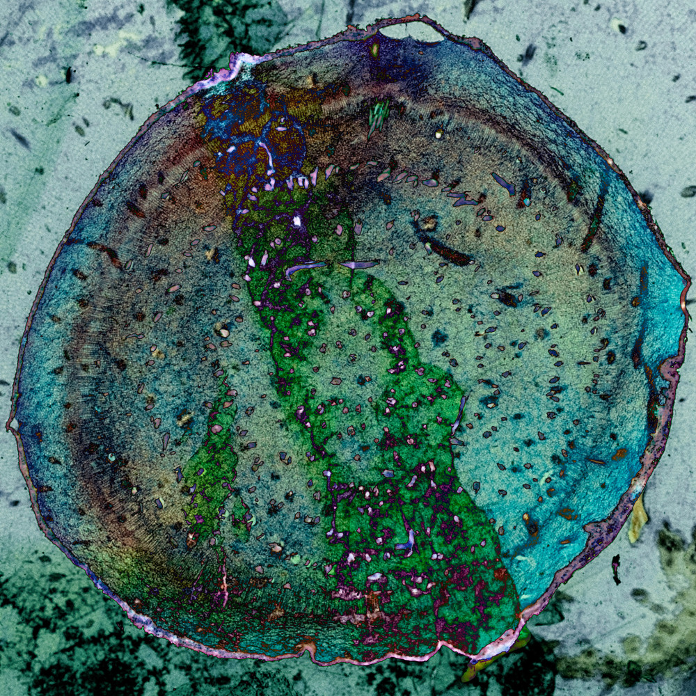 Dornith Doherty Section, 2025 archival pigment print, ed: 5 24" x 24" DD 76