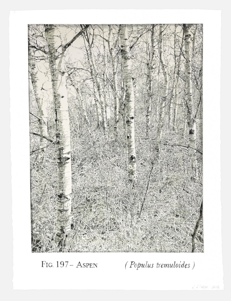 Helen Altman Fig. 197 - Aspen, 2025 acrylic on paper 30” x 22 3/4" HA 895, Moody Gallery