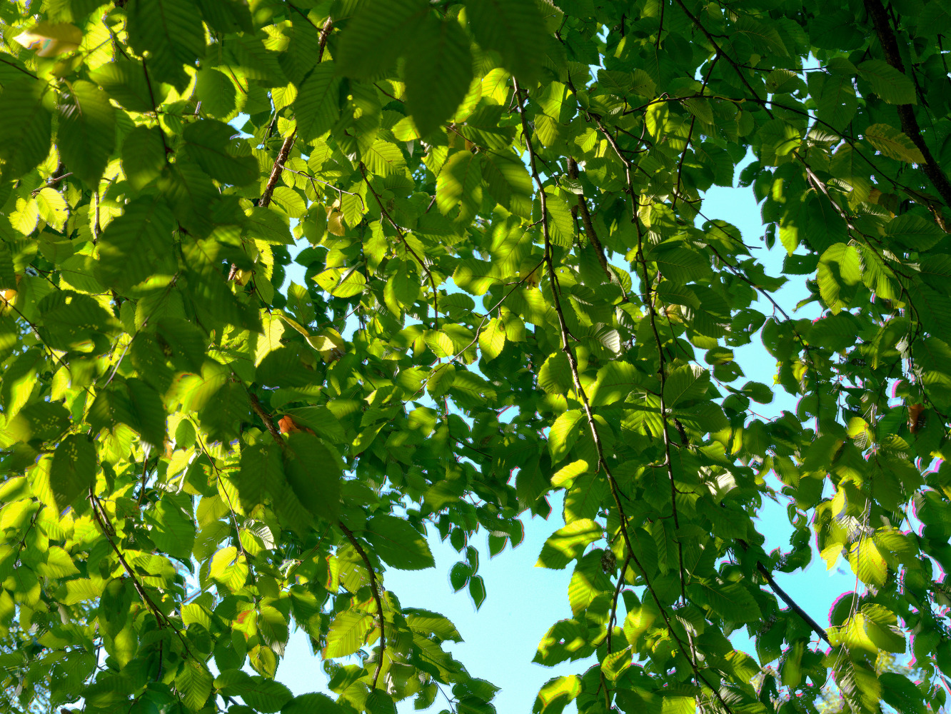 MANUAL (Hill &amp;amp; Bloom)
Yellow Birch Cycle #6, Sept 5 [9:53:20&amp;mdash;9:53:50 am], 2015
archival pigment print, ed: 5
33 1/8&amp;quot; x 43 1/4&amp;quot;
M 574