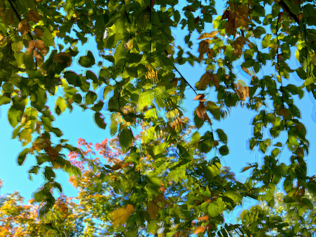 MANUAL (Hill &amp;amp; Bloom)
Yellow Birch Cycle #8, Sept 26 [11:33:11&amp;mdash;11:34:18 am], 2015
archival pigment print, ed: 5
33 1/8&amp;quot; x 43 1/4&amp;quot;
M 575