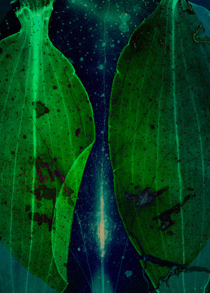 Dornith Doherty Seam, 2025 archival pigment print, ed: 5 33 1/2" x 24" DD 68