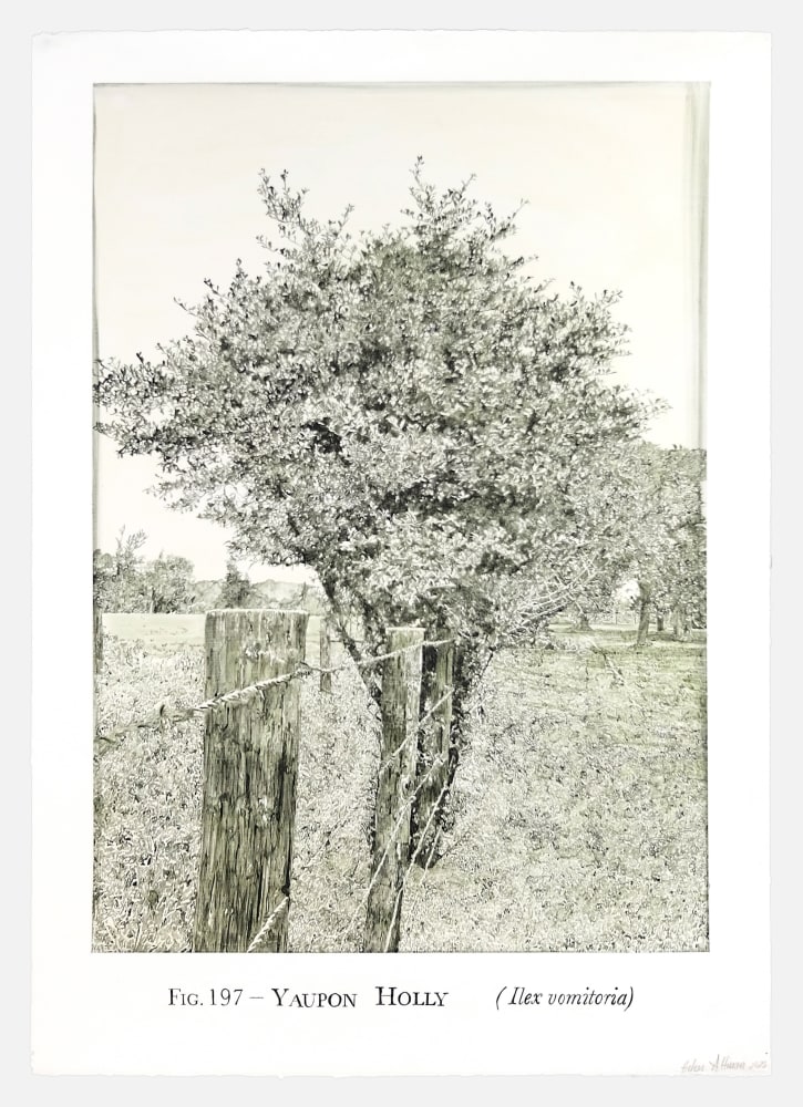 Helen Altman Fig. 197 - Yaupon Holly, 2025 acrylic on paper 42” x 29 3/4" HA 893, Moody Gallery