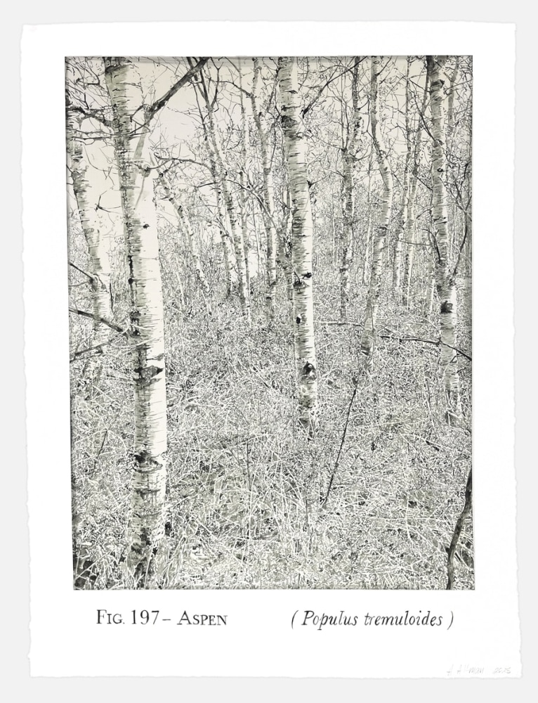 Helen Altman Fig. 197 - Aspen, 2025 acrylic on paper 30” x 22 3/4" HA 895, Moody Gallery