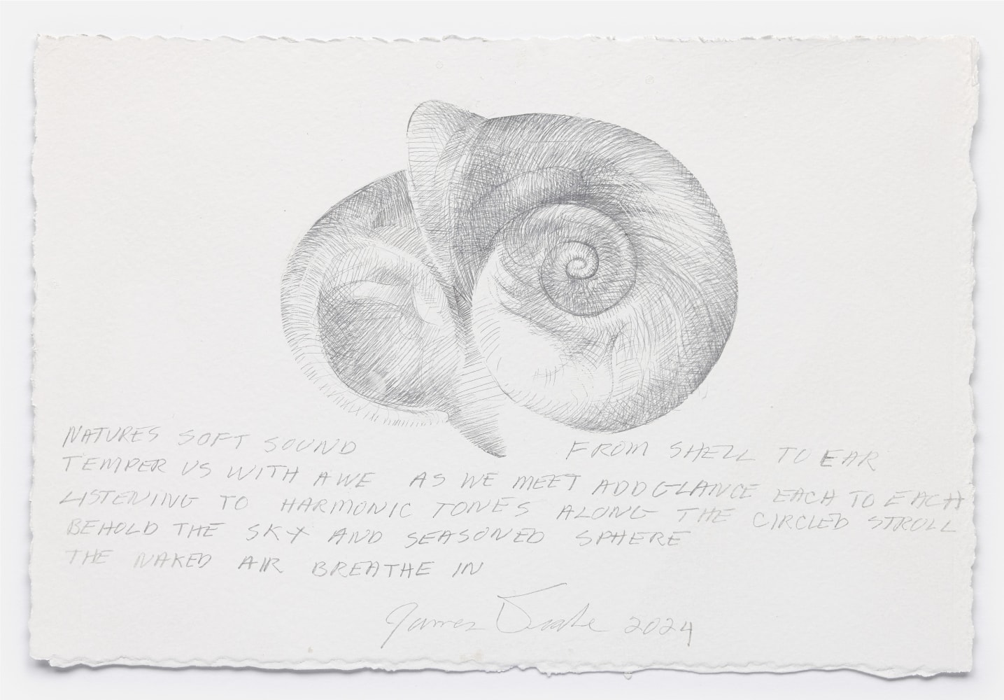 James Drake Natures Soft Sound, 2024 silverpoint on gessoed paper 7 3/4" x 11 1/2" JD 369, Moody Gallery