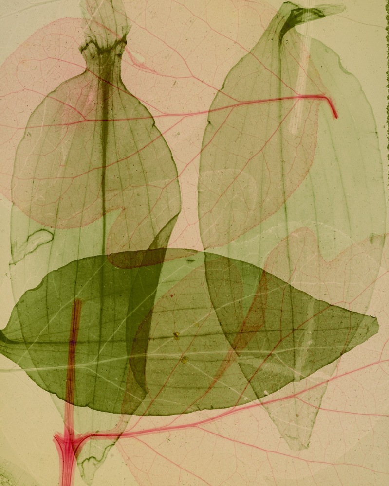 Dornith Doherty Primavera, 2025 archival pigment print, ed: 5 30" x 24" DD 69