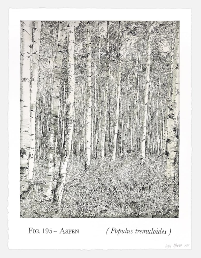 Helen Altman Fig. 195 - Aspen, 2025 acrylic on paper 30” x 22 3/4” HA 894, Moody Gallery