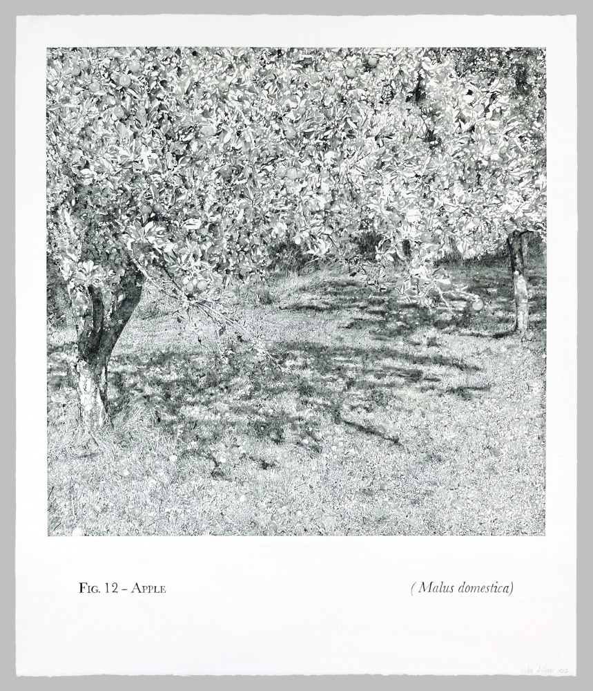 Helen Altman Fig. 12 - Apple, 2022 acrylic on paper 43" x 36 1/2" HA 834 Moody Gallery