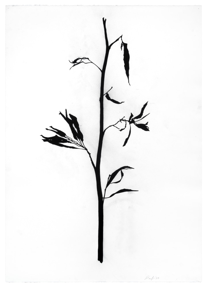 Randy Twaddle Graft #5, 2023 charcoal on paper 41 1/2" x 29 1/2" RT 456