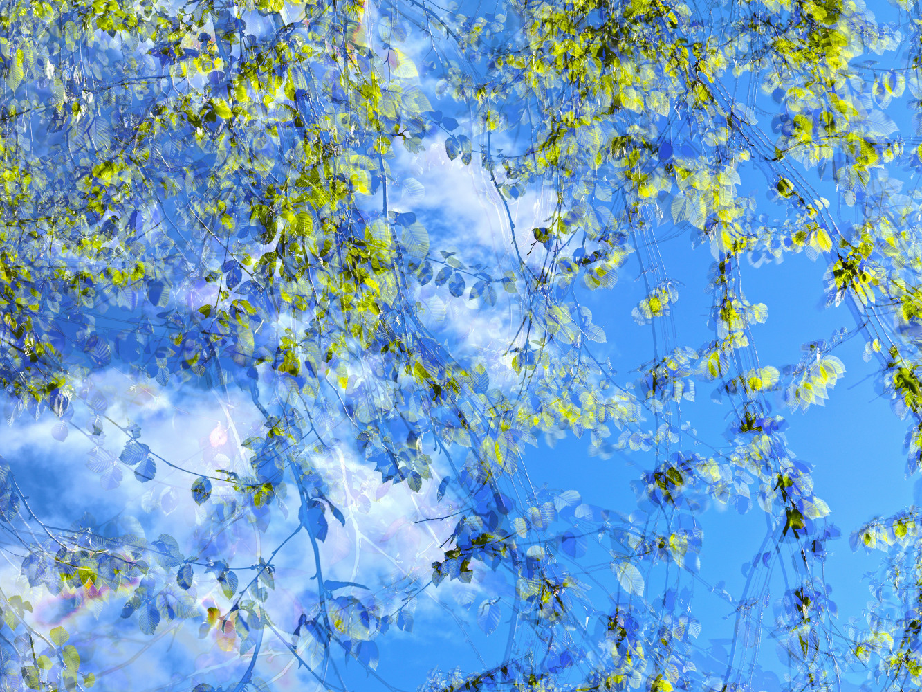 MANUAL (Hill &amp;amp; Bloom)
Yellow Birch Cycle #1, May 13 [5:20:07&amp;mdash;5:21:39 pm], 2015
archival pigment print, ed: 5
33 1/8&amp;quot; x 43 1/4&amp;quot;
M 595