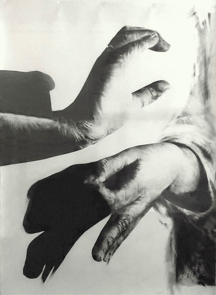 James Drake Tongue-Cut Sparrows, c. 1983 charcoal on paper approx. 80" x 60" framed Moody Gallery