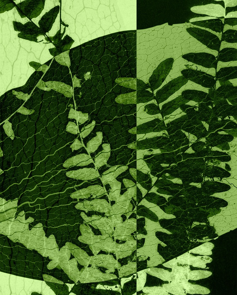 Dornith Doherty Mosaic, 2025 archival pigment print, ed: 5 30" x 24" DD 73