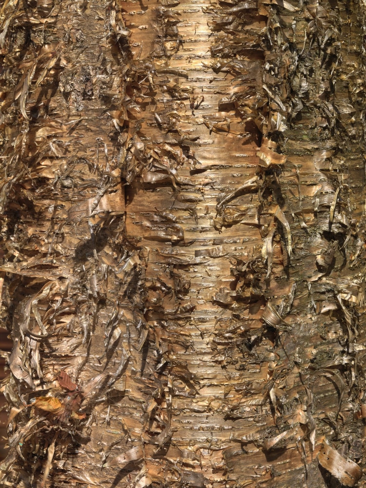 MANUAL (Hill &amp;amp; Bloom)
Yellow Birch Cycle #10, Oct 12 [12:02:46&amp;mdash;12:05:47 pm], 2015
archival pigment print, ed: 5
43 1/4&amp;quot; x 33 1/8&amp;quot;
M 586