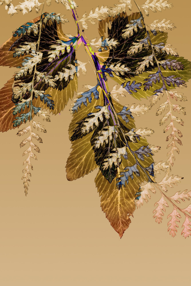 Dornith Doherty Fall, 2025 archival pigment print, ed: 5 36" x 24" DD 64