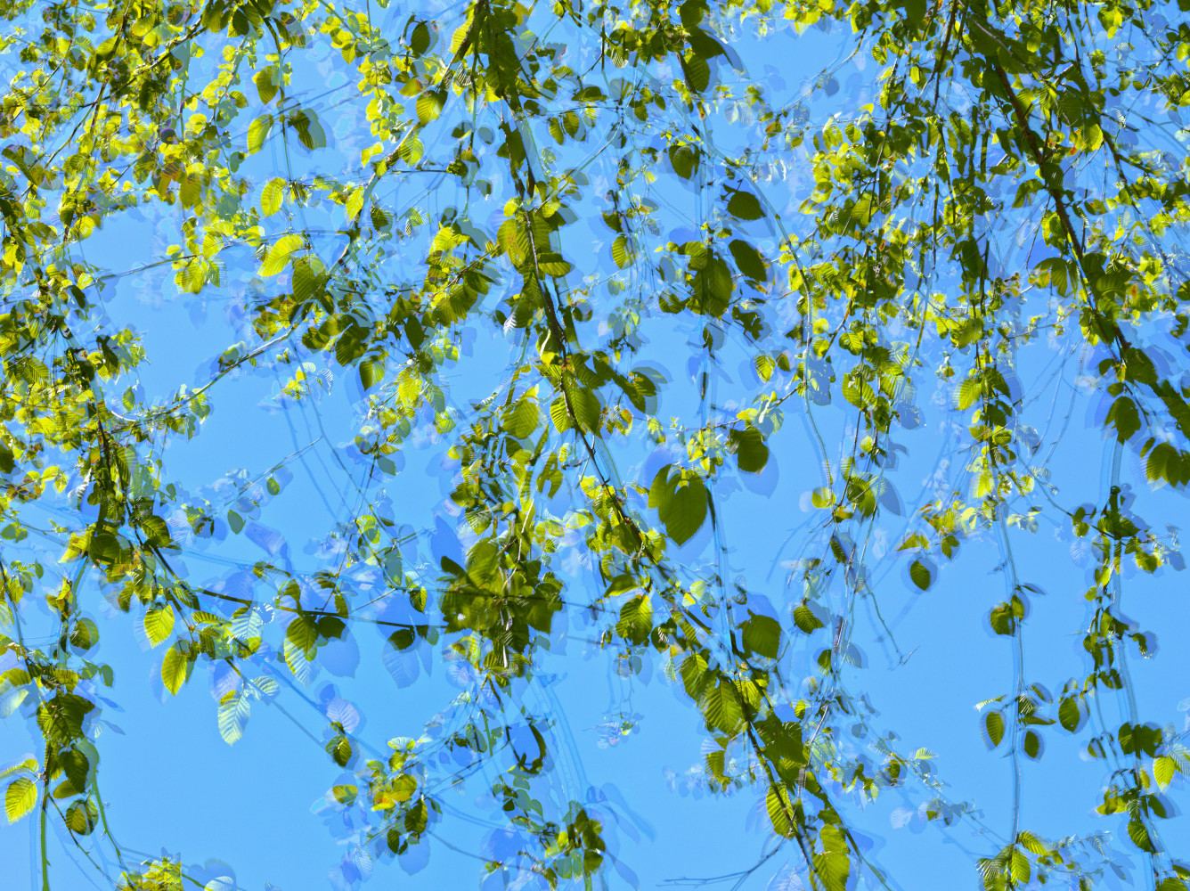 MANUAL (Hill &amp;amp; Bloom)
Yellow Birch Cycle #3, May 14 [11:02:01&amp;mdash;11:03:48 am], 2015
archival pigment print, ed: 5
33 1/8&amp;quot; x 43 1/4&amp;quot;
M 591