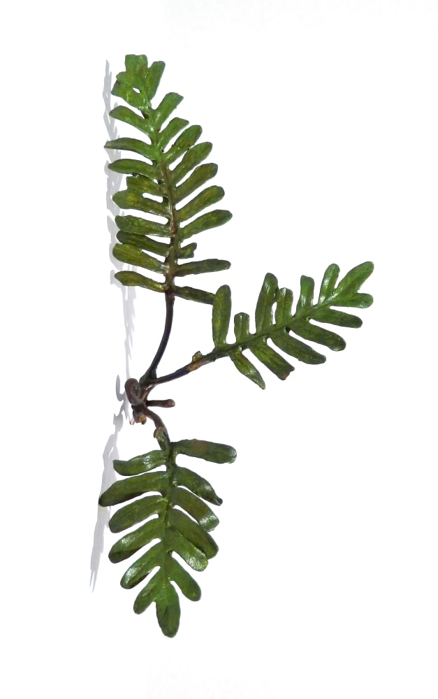 Page Kempner Corner Fern, 2007 cast bronze and acrylic paint, unique 5 3/4" x 3" x 2 3/4" PK 330 Moody Gallery