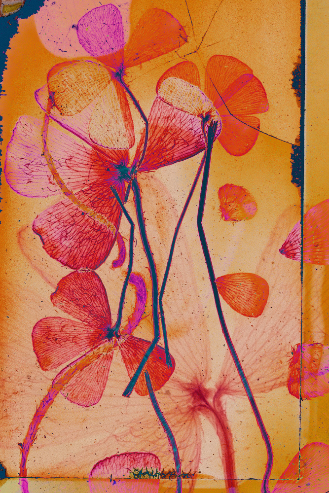 Dornith Doherty Garden Party, 2025 archival pigment print, ed: 5 36" x 24" DD 66