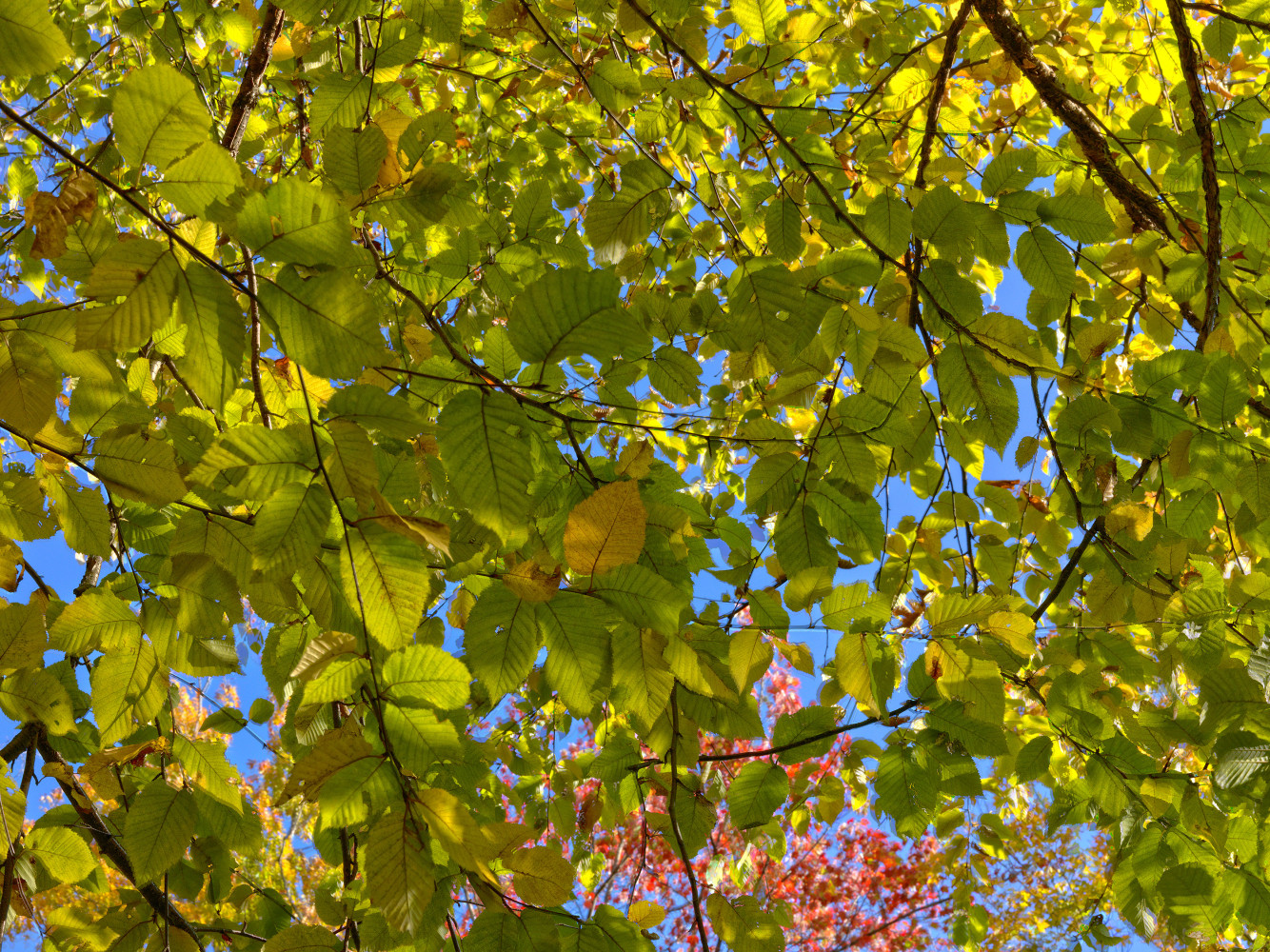 MANUAL (Hill &amp;amp; Bloom)
Yellow Birch Cycle #9, Oct 7 [4:31:06&amp;mdash;4:31:24 pm], 2015
archival pigment print, ed: 5
33 1/8&amp;quot; x 43 1/4&amp;quot;
M 597