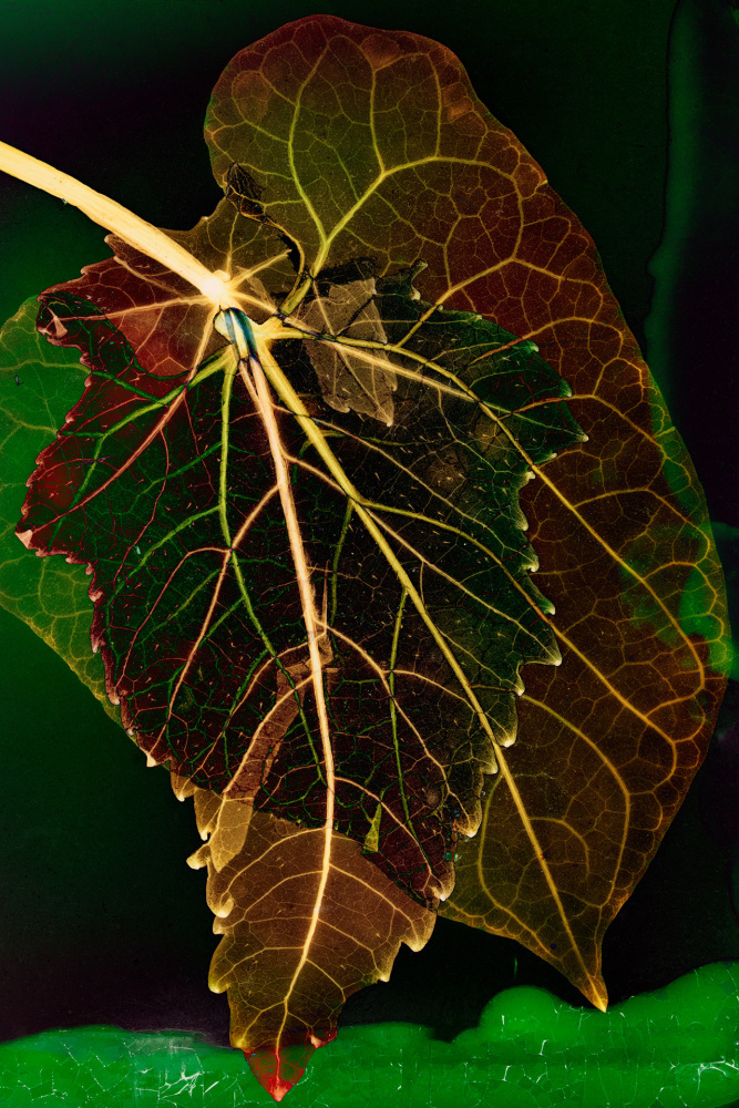 Dornith Doherty Entwined, 2025 archival pigment print, ed: 5 36" x 24" DD 65