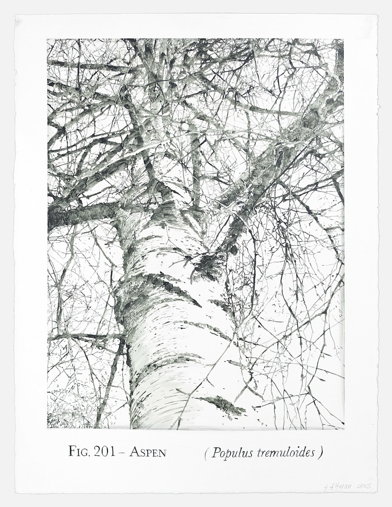 Helen Altman Fig. 201 - Aspen, 2025 acrylic on paper 30" x 22 3/4" HA 898