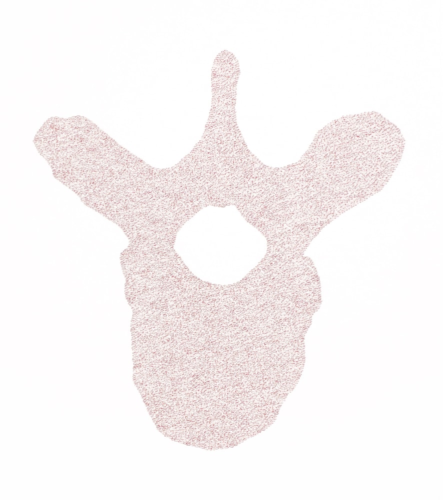 Seventh Cervical Vertebra, 2012 
Ink on paper
22 x 30 in. (55.9 x 76.2 cm)
Brow-1034-C