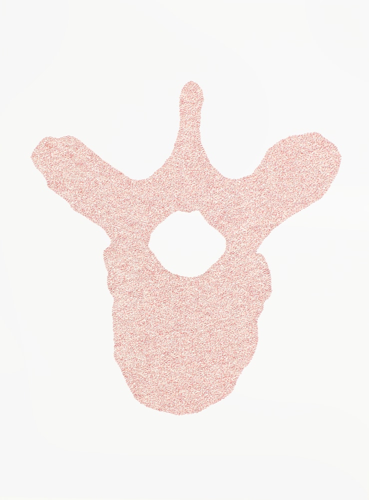 Seventh Thoracic Vertebra, 2012&amp;nbsp;
Ink on paper
22 x 30 in. (55.9 x 76.2 cm)
Brow-1034-C