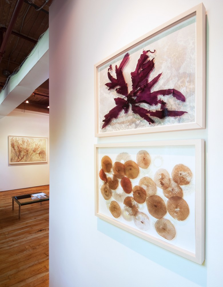 Installation of Christine Neill: Genus Species at Goya Contemporary, Baltimore, MD.