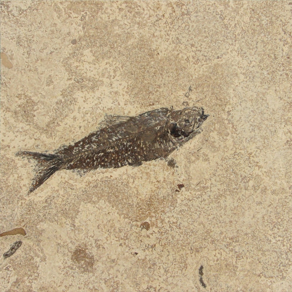 8&amp;quot; x 8&amp;quot; Honed Tile Containing a Knightia eocaena