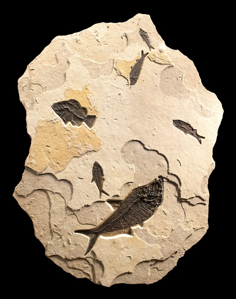 Fossil Fish Mural 2001cm (SOLD)
