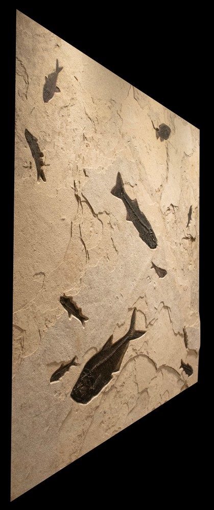 Fossil Fish Mural 2007cm (SOLD)