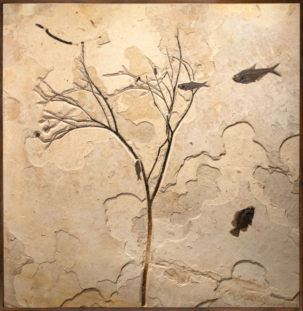 Fossil Fish and Plant Mural 1004cm (SOLD)