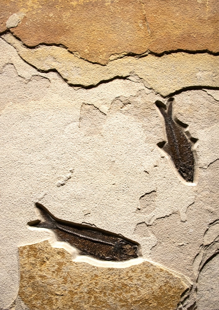 Fossil Fish Mural 4740am(SOLD)