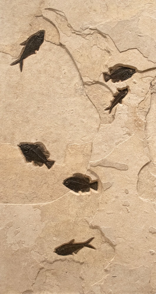 Fossil Fish Triptych Mural 9006gm (SOLD)