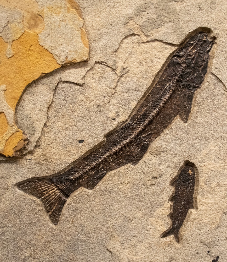 Notogoneus osculus (large) and Knightia eocaena (small)