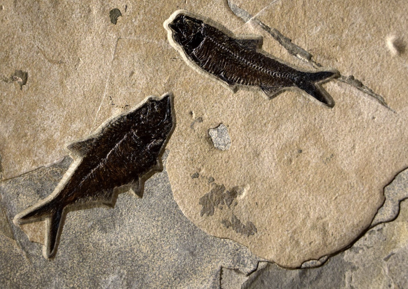 Diplomystus dentatus (left) and Knightia eocaena (right)