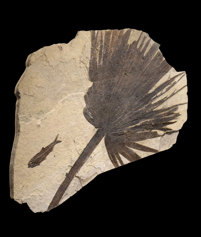 Fossil Plant and Fish Mural 2207am (SOLD)